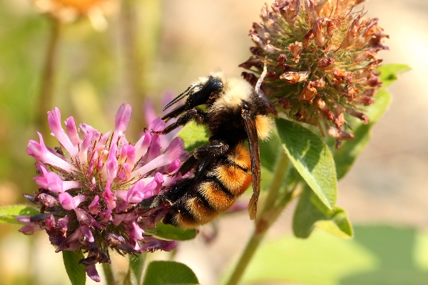 Photo of Bombus appositus by Jeremy Gatten